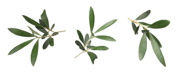 istock Set with fresh green olive leaves on white background. Banner design 1414263629