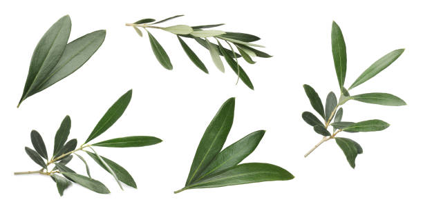 istock Set with fresh green olive leaves on white background. Banner design 1414263635