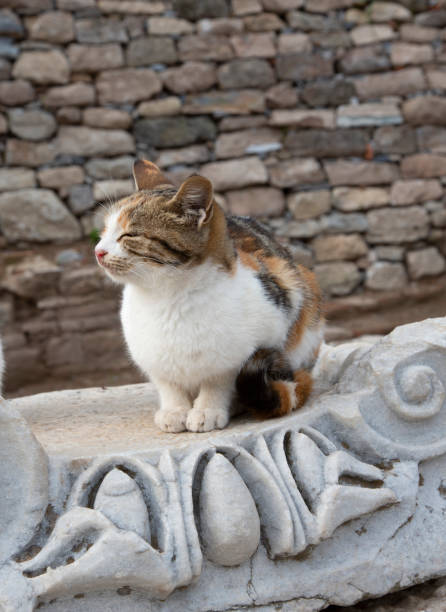 istock Kitties of Ephesus 1414263639
