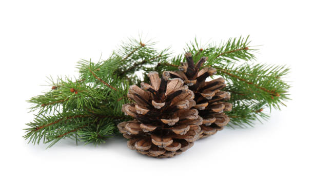 istock Beautiful fir branches with dry cones on white background 1414263666