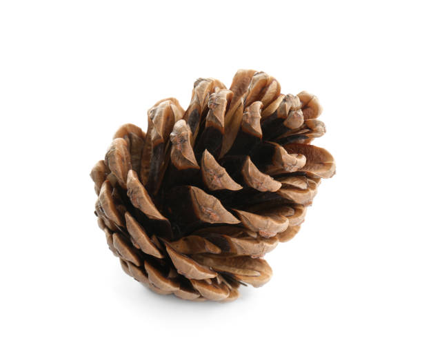 istock Beautiful dry pine cone isolated on white 1414263673