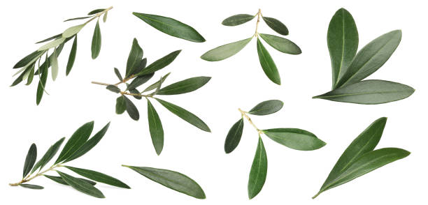 istock Set with fresh green olive leaves on white background. Banner design 1414263752