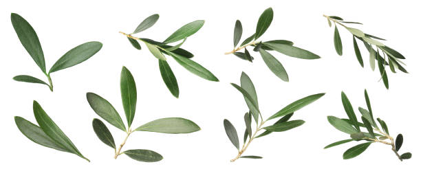 istock Set with fresh green olive leaves on white background. Banner design 1414263756
