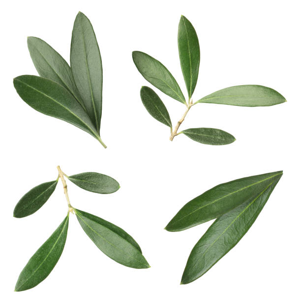istock Set with fresh green olive leaves on white background 1414263783