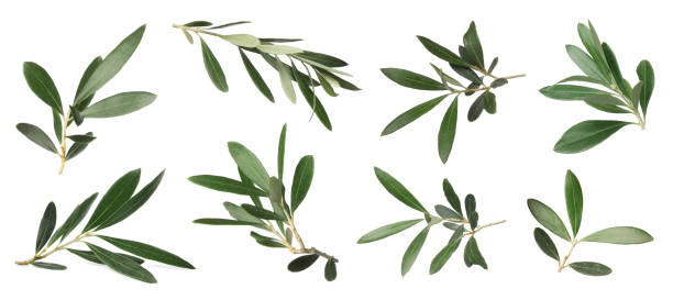 istock Set with fresh green olive leaves on white background. Banner design 1414263796