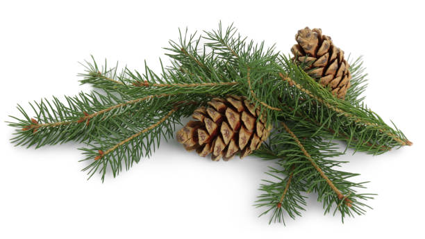 istock Beautiful fir branches with dry cones on white background 1414263867