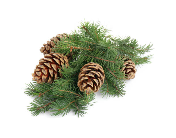 istock Beautiful fir branches with dry cones on white background 1414263899