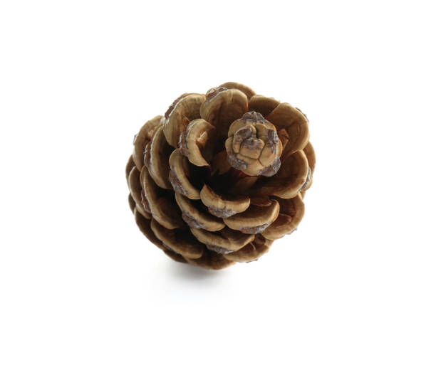 istock Beautiful dry pine cone isolated on white 1414263900