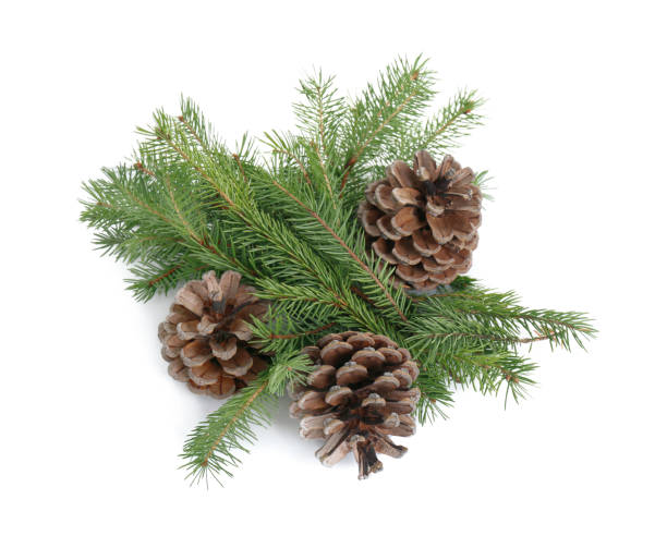 istock Beautiful fir branches with dry cones on white background 1414263911