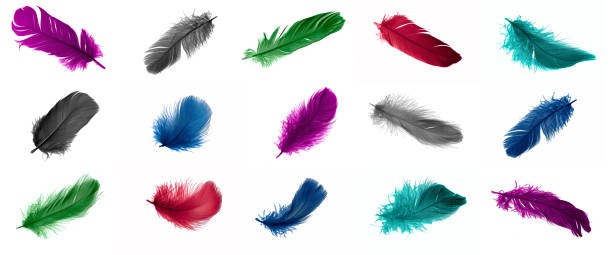 istock colorful feathers of a goose on a white isolated background 1414265107
