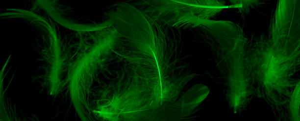 istock green duck feathers on a black isolated background 1414265121