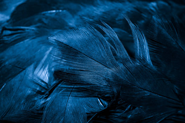istock blue hawk feathers with visible detail. background or texture 1414265142