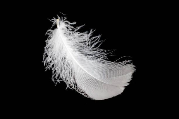 istock white feather of a goose on a black background 1414265169