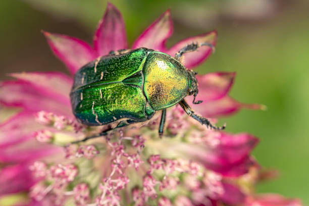 cetonia aurata goldener käfer auf rosa astrantia-blüten. schönheit der natur. - aurata stock-fotos und bilder