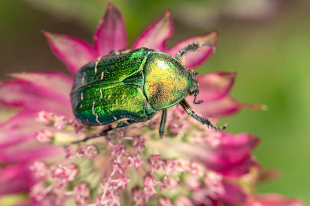 cetonia aurata golden beetle sur les fleurs d’astrantia rose. beauté de la nature. - aurata photos et images de collection