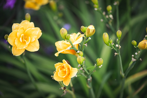 Thymophyllia, yellow flowers, natural summer background, blurred image. Panoramic banner with copy space