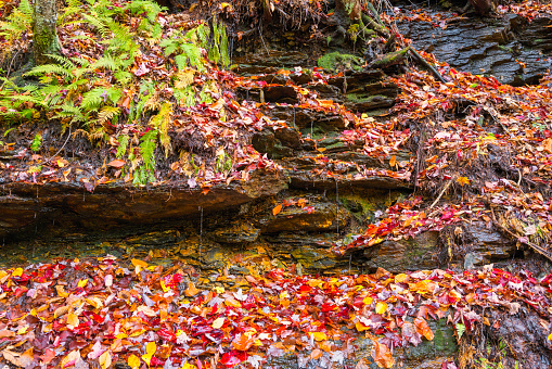 The colors of fall as seen in Vermont.