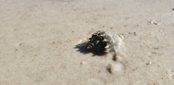 istock Beach Plants and Wildlife 1414267694
