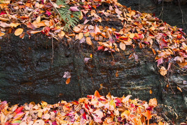 The colors of fall as seen in Vermont.