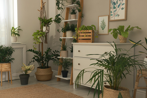 Stylish room interior with beautiful houseplants and furniture near grey wall
