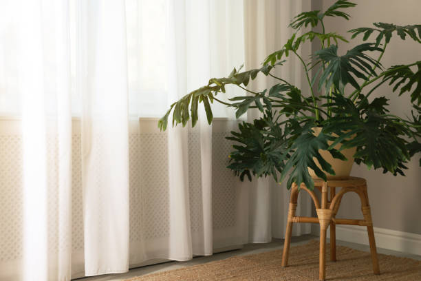 istock Beautiful green plant on wicker stool near window indoors, space for text 1414269067