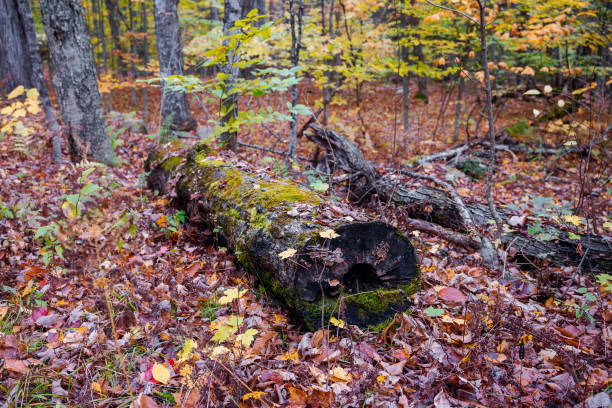 istock Autumn Colors in Vermont 1414269099
