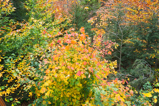 Closeup of dense red leaves