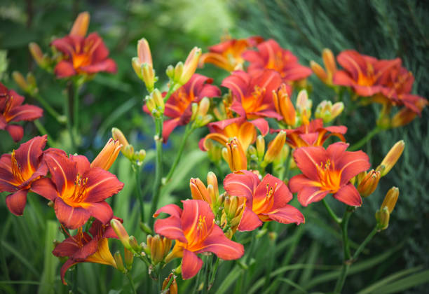 istock beautiful ornamental garden (day-lily) 1414269242