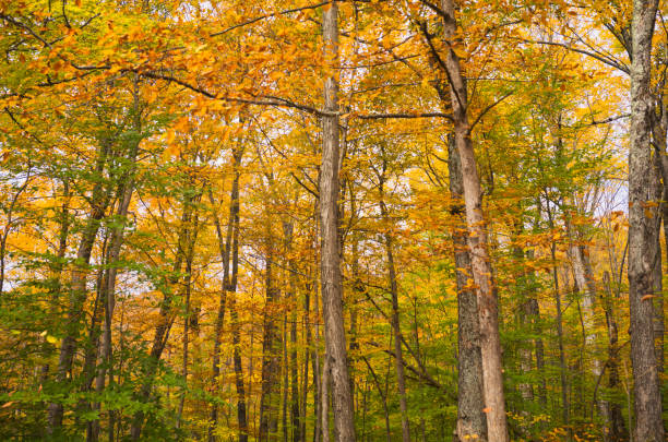 istock Autumn Colors in Vermont 1414269296