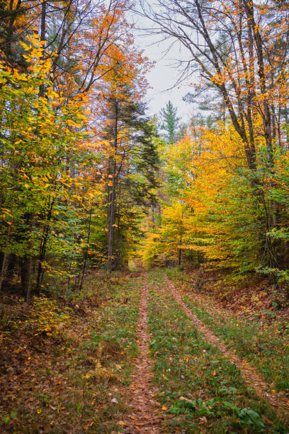 istock Autumn Colors in Vermont 1414269899