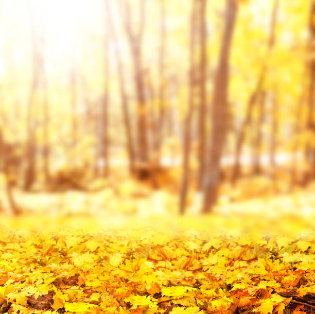 istock Fall season. Blurred background with autumn forest. Sunny fall backdrop with fallen maple leaves 1414270349