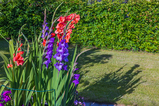 Beautiful view of garden with flower bed sprouting gladiolus. Sweden.