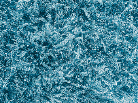 Frozen covering with blue hoarfrost grass and plants, abstract background