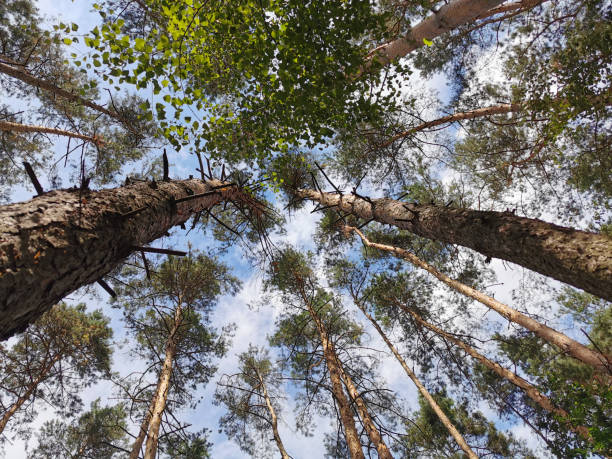 istock Looking up through a forest trees at a blue sky with white clouds 1414272316