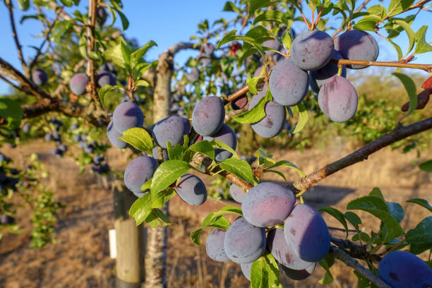 Bradley's King Damson, Prunus insititia