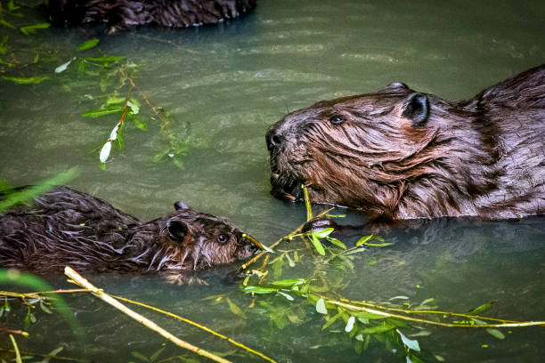 la familia del castor se alimenta de hojas y ramas de sauce - cachorro animal salvaje fotografías e imágenes de stock