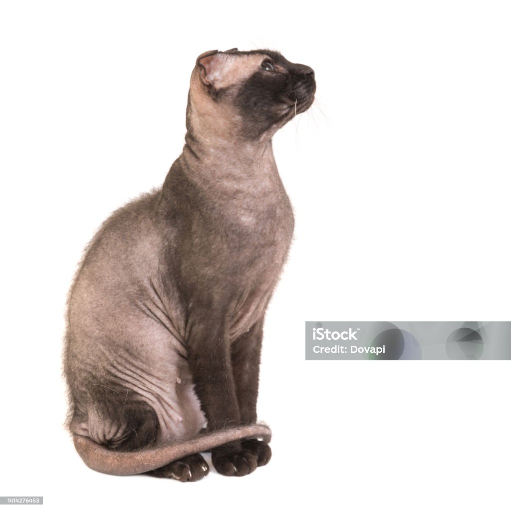 Spinx Treecat Sphinx Soon Cat Stock Photo - Download Image Now - Animal, Animal Body ...