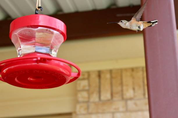 istock Hummingbird headed to feeder 1414277227