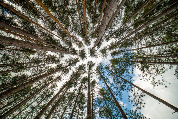 View up from bottom of pine trees in forest at summer sunshine. Big and tall pine and spruce trees with sun light. stock photo