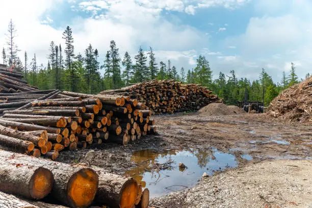 Photo of Lumberjack yard in the wild forest. Log trunks pile at the wood mill. Logging timber wood industry in the forest. Pine and spruce trees as wooden trunks, timber wood industry.