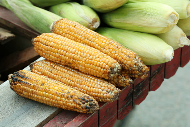 Corn stacked up together peeled and with skin stock photo