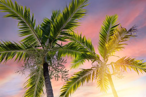 Palm leaves against sunset. Dramatic sky of bright yellow pink and purple colors and tropical palm trees, vintage style, low angle view. Summer background concept.
