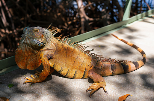 A wild orange iguana is resting on the bridge near the mangrove thicket. Iguanas are a common sight in Florida.  Iguana also known as the American iguana.