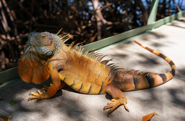 Wild orange iguana is resting on the bridge near the mangrove thicket. A wild orange iguana is resting on the bridge near the mangrove thicket. Iguanas are a common sight in Florida.  Iguana also known as the American iguana. miami marathon stock pictures, royalty-free photos & images