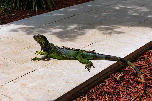 A wild green iguana is resting. Iguanas are a common sight in Florida.  The green iguana also known as the American iguana is a reptile lizard in the genus Iguana in the iguana family.