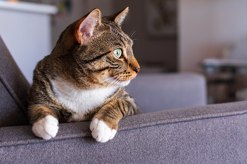 Domestic tabby cat with green eyes and white breast is sitting on a soft armchair at home and looking ahead carefully.