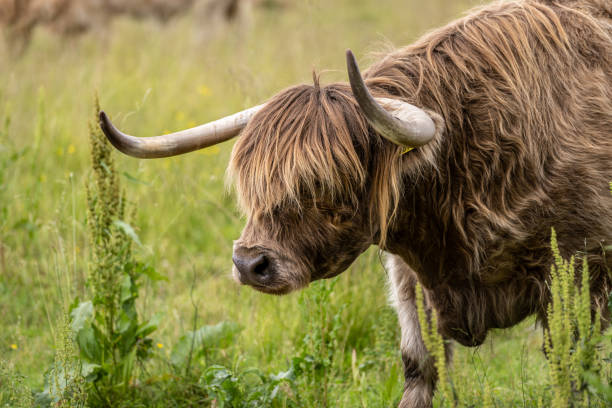 istock Highland cattle grazing on a field.. 1414281953