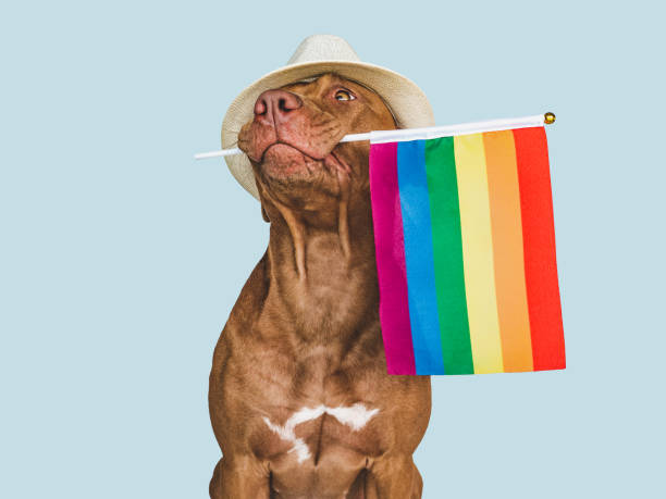 istock Lovable, pretty dog and Rainbow Flag. Closeup 1414283572