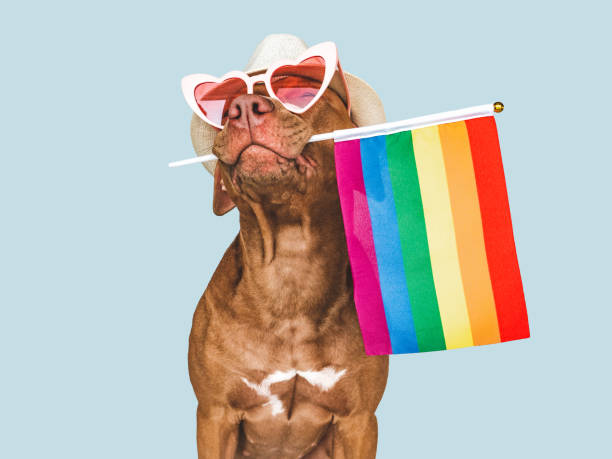 istock Lovable, pretty dog and Rainbow Flag. Closeup 1414283596