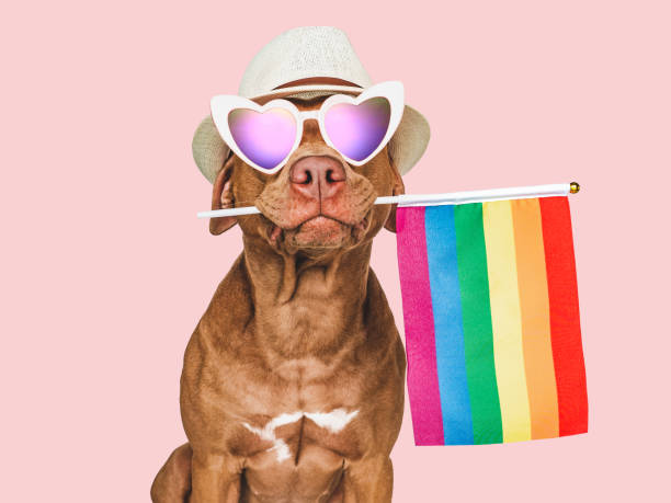 istock Lovable, pretty dog and Rainbow Flag. Closeup 1414283614
